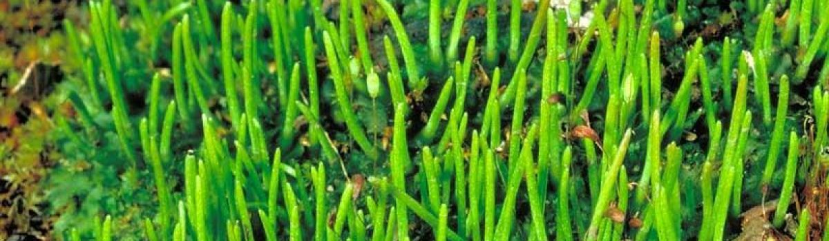 Make the moss-t of Ainsdale Bryophytes talk