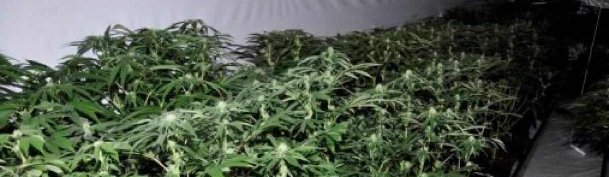 Cannabis farm worth £1.6 million discovered in Bootle