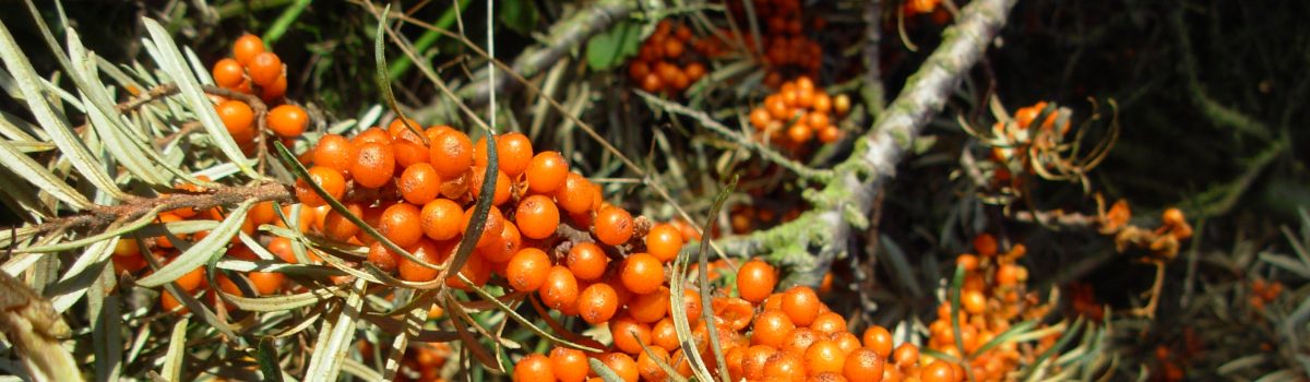 Green volunteers sought to maintain Sefton’s coastline