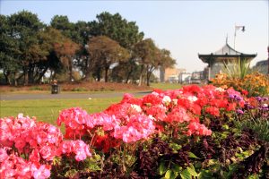 Stunning pink flowerbeds in Southport's King's Gardens