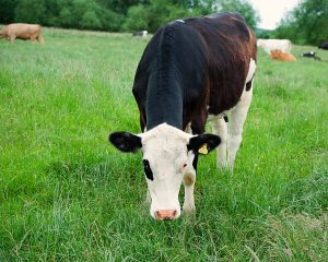 A dairy cow