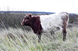 Belted Galloway cow