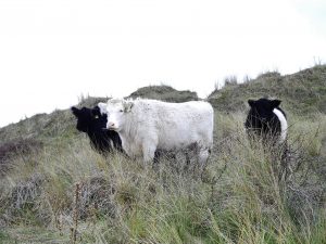 Shorthorn Galloway cow on Ainsdale nature reserve