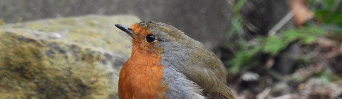 Join the Big Garden Birdwatch from the comfort of your home