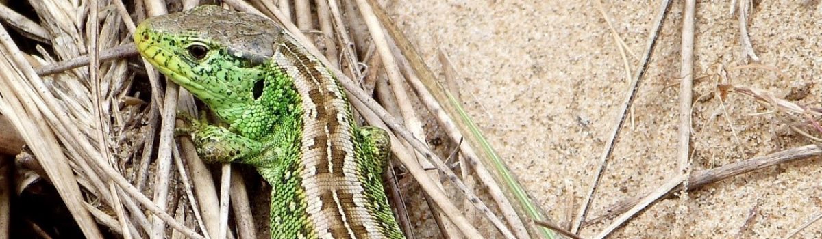 Council’s work on Sefton’s very own ‘Nile’ reduces Birkdale residents’ flooding risk and provides boost for Borough’s amphibian friends
