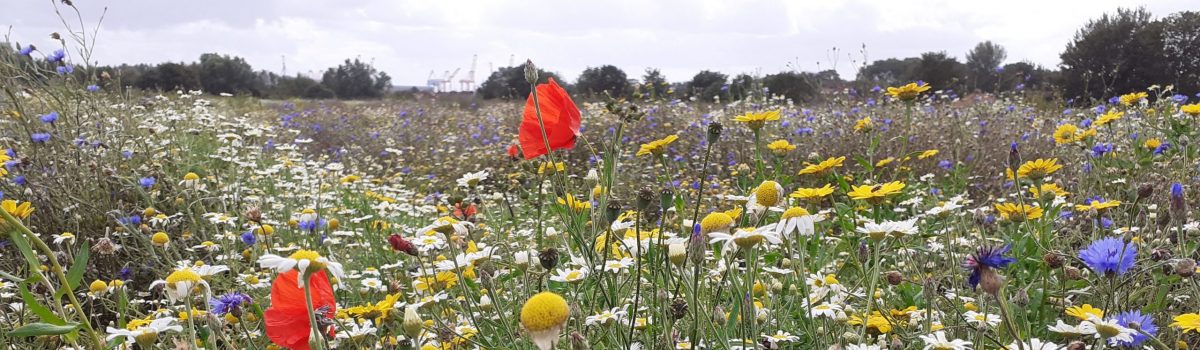 Think Green and give your view on LCR plans to be net carbon zero by 2040
