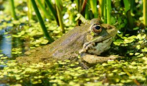 Frog in pond