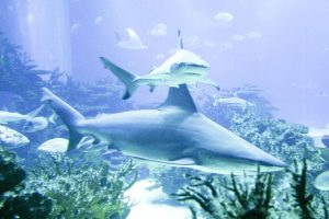 sharks