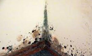 Damp Mould