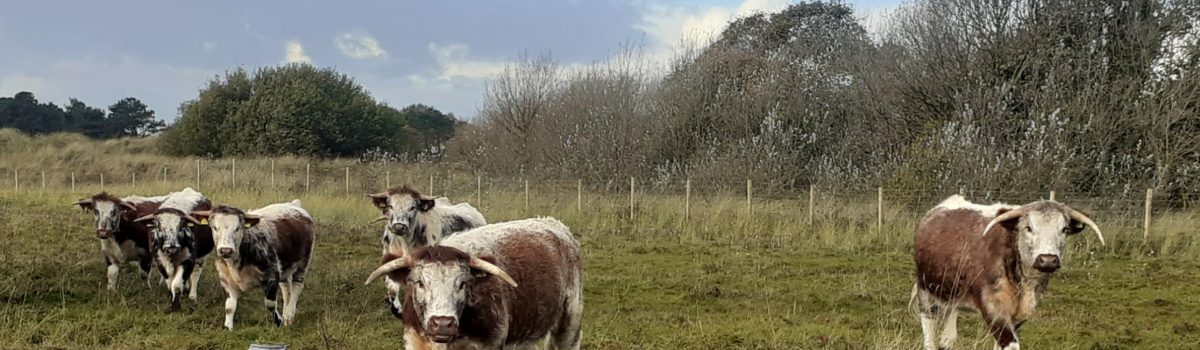 Dog owners urged to put dogs on lead after cow found dead at Birkdale Hills Local Nature Reserve